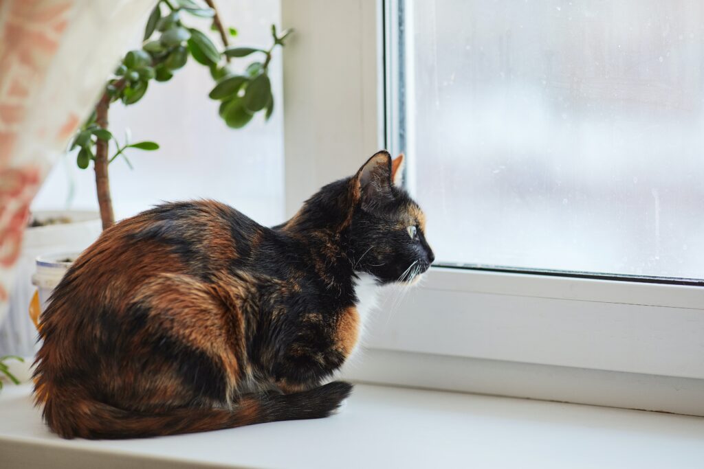 How Can You Tell The Difference Between Calico, Tortie, Torbie, And Tabby Cats?