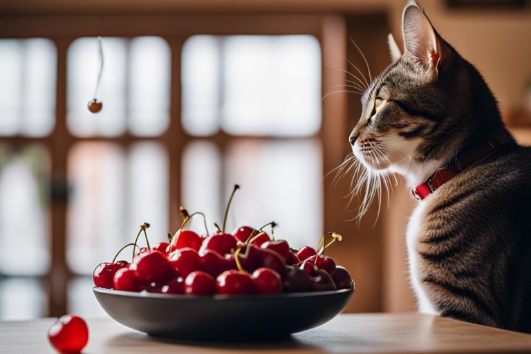 Can Cats Eat Cherries? Is It Safe For My Cats?