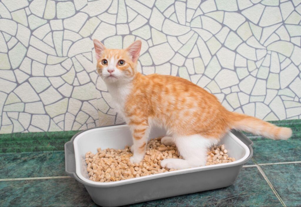 Are Cat Utis Contagious? Expert Insights Into Feline Urinary Health
